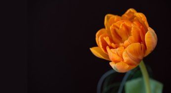 È stato il primo fiore a sbocciare nello spazio: la storia è decisamente curiosa