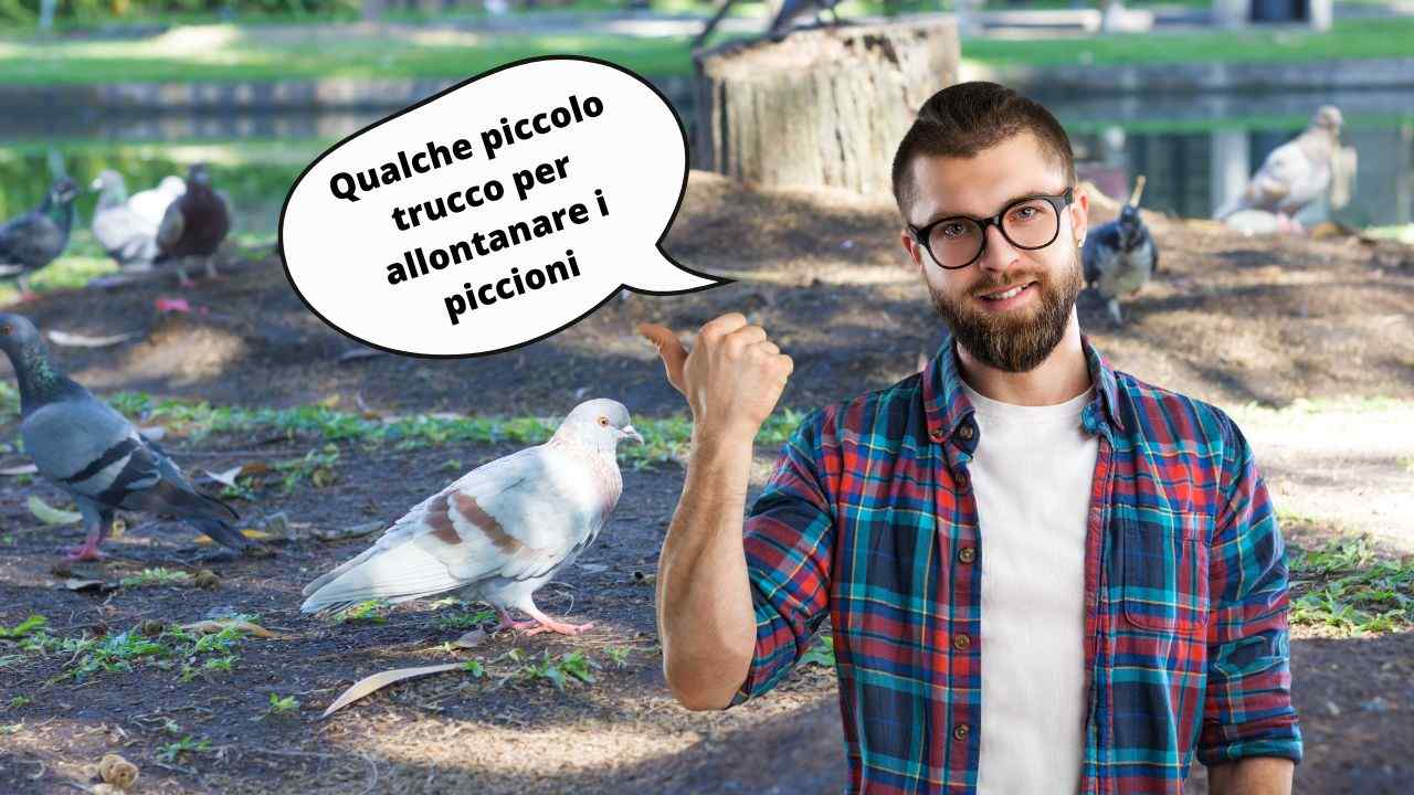 allontanare piccioni orto