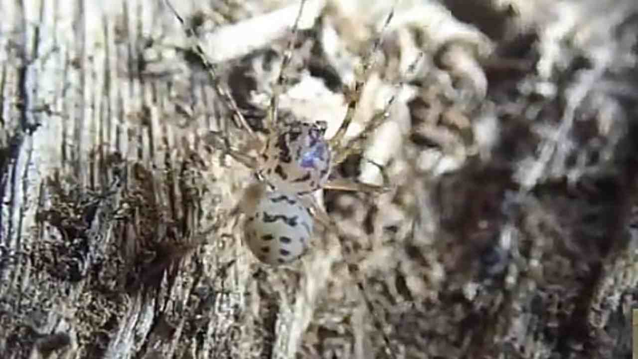 Il ragno sputatore, se vive in casa è velenoso: come riconoscerlo