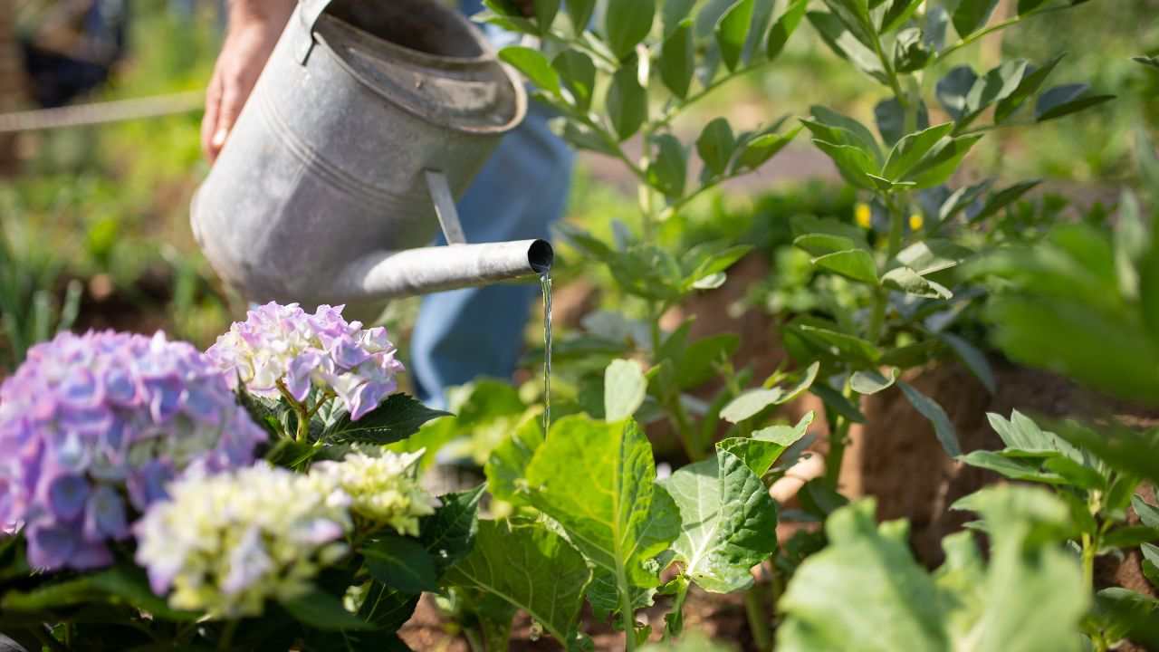 Risparmiare acqua innaffiano piante come fare