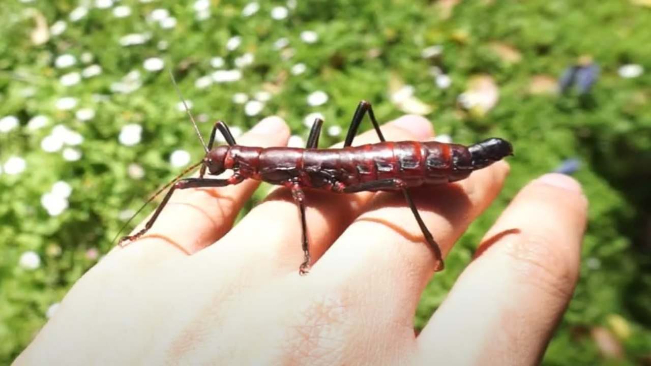 L'insetto stecco sabbie sostanza pericolosa