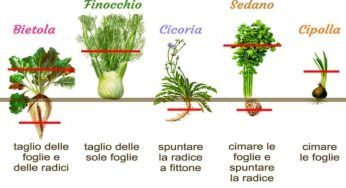 La parte da tagliare quando si trapianta, ora non sbaglierai più