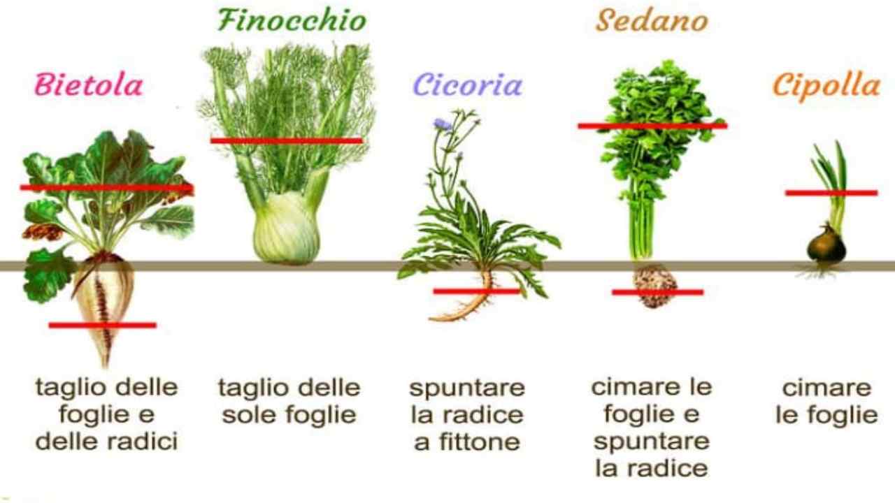 La parte da tagliare quando si trapianta