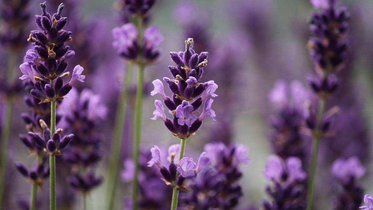 lavanda benessere