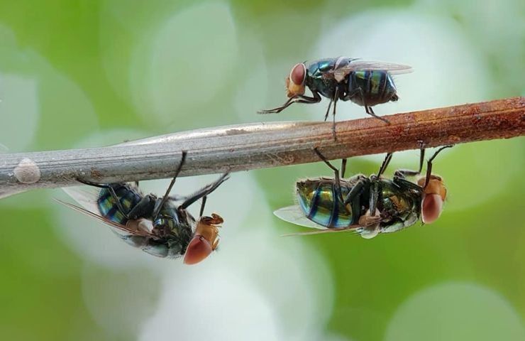 colori attraggono insetti