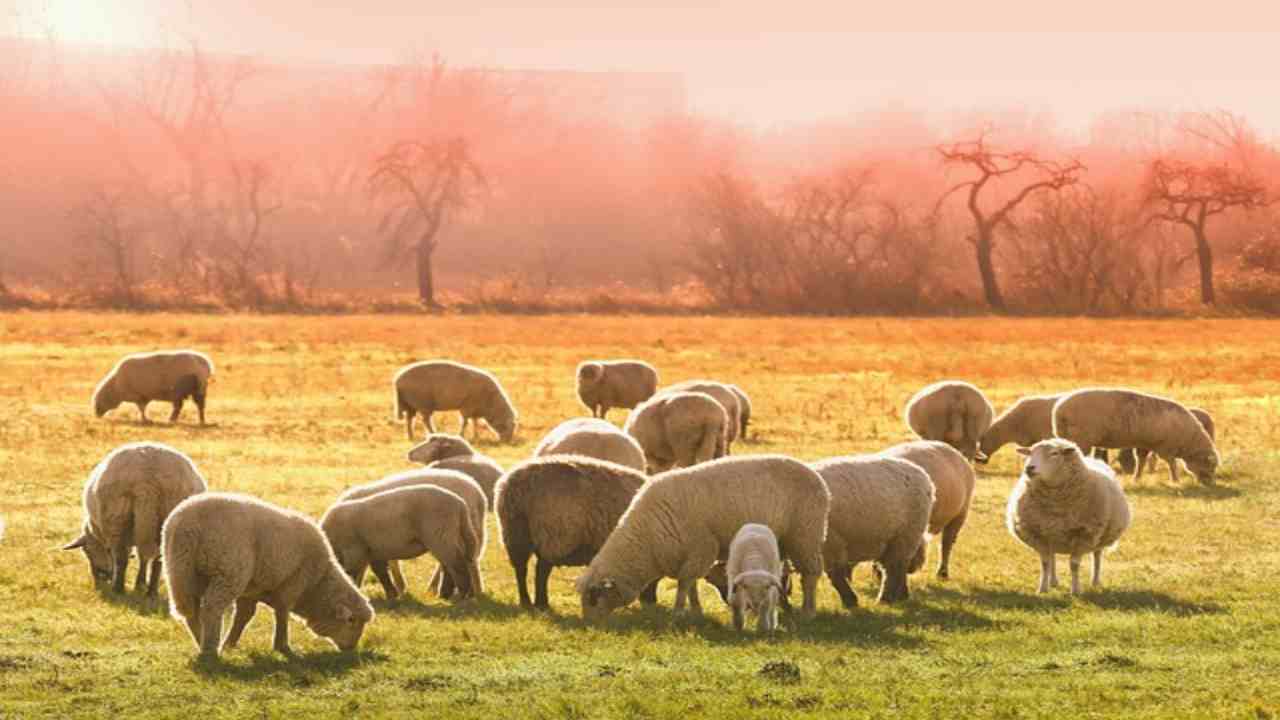 Benessere animali da fattoria, la legislazione dell'UE