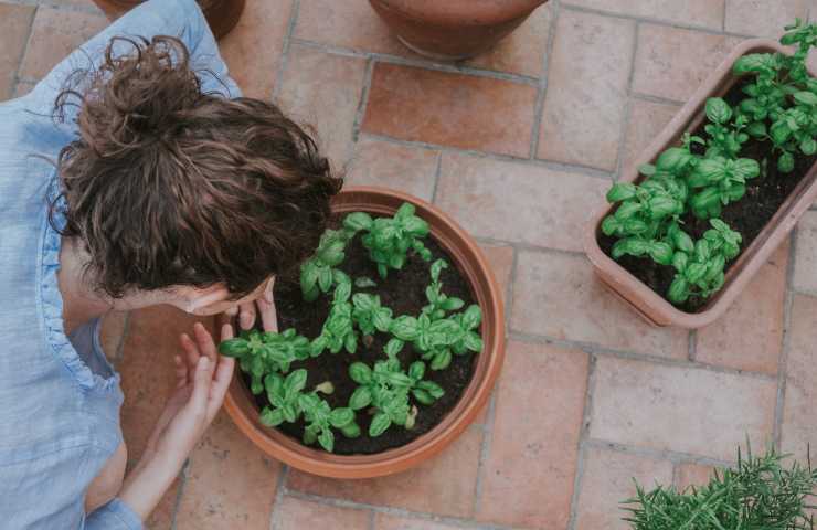 Piante nel cortile del condominio: i dettagli 