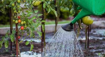 Cimare i pomodori, come e quando farlo