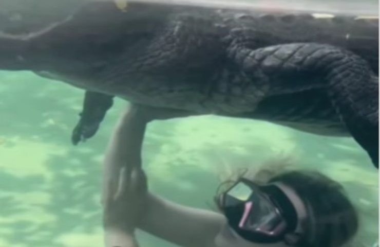 Nuota enorme coccodrillo cosa accade 