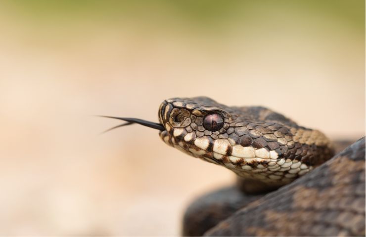 cosa fare incontro vipera