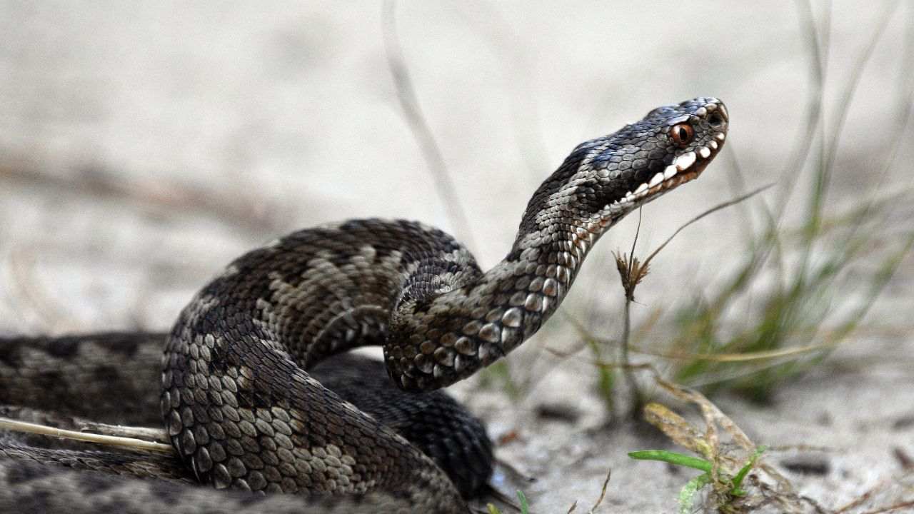 incontro vipera cosa sapere