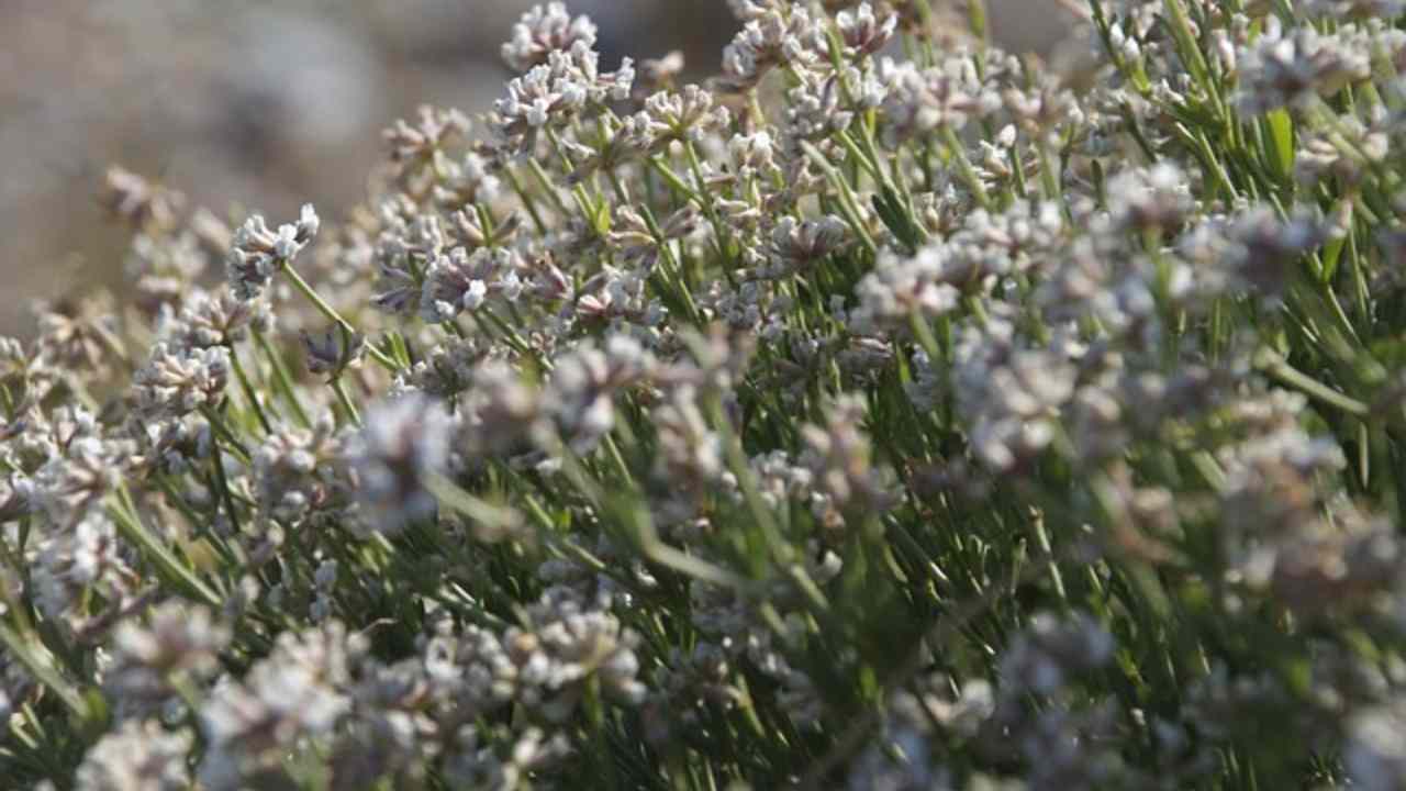 cos'è macchia mediterranea