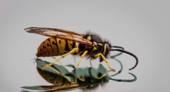Vespe ed api non ti daranno più il tormento con il trucco dell’alluminio: come funziona