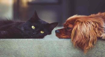 Bonus animali domestici: via alle domande per il 2023, come funziona