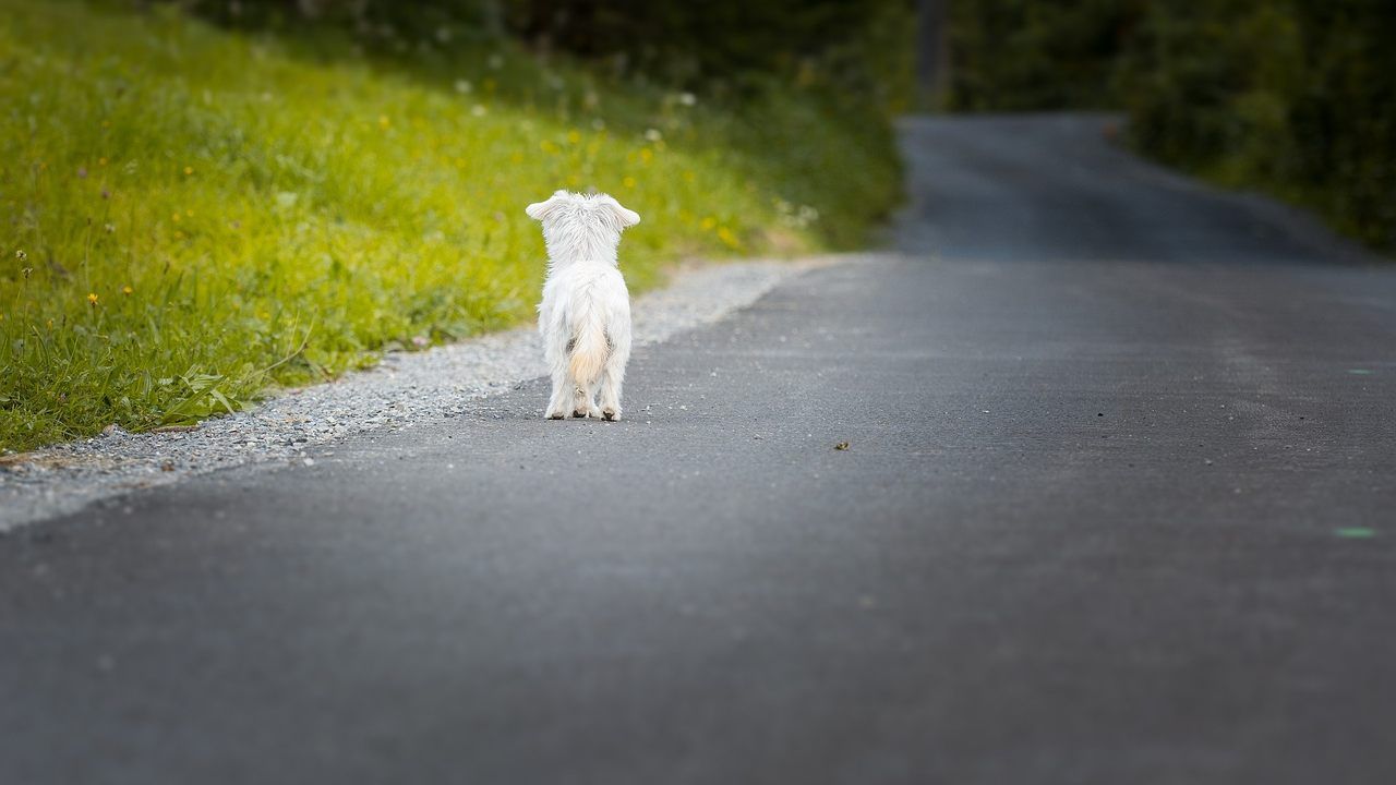 cani abbandonati multa