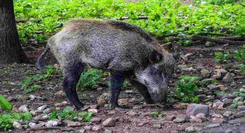 Cinghiali e animali selvatici invadono l’orto: come difenderlo ed evitare danni