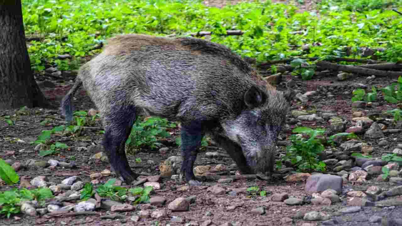 Cinghiali e animali selvatici invadono l'orto