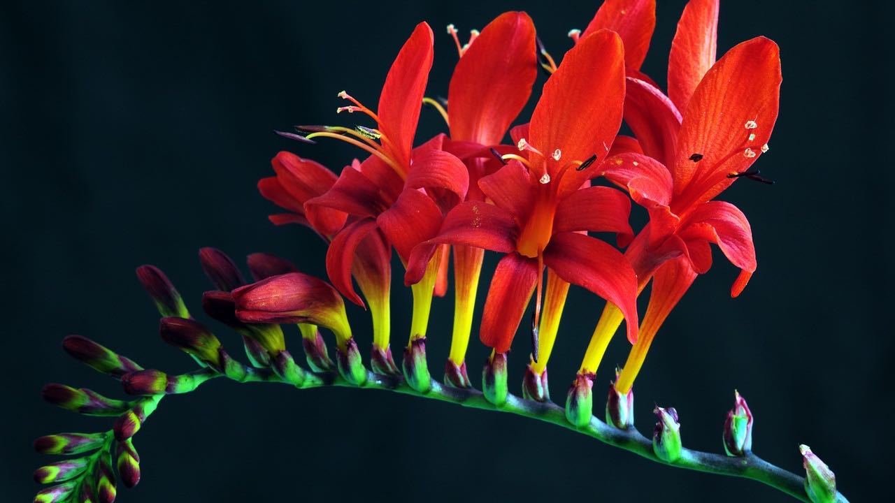 crocosmia lucifer pianta