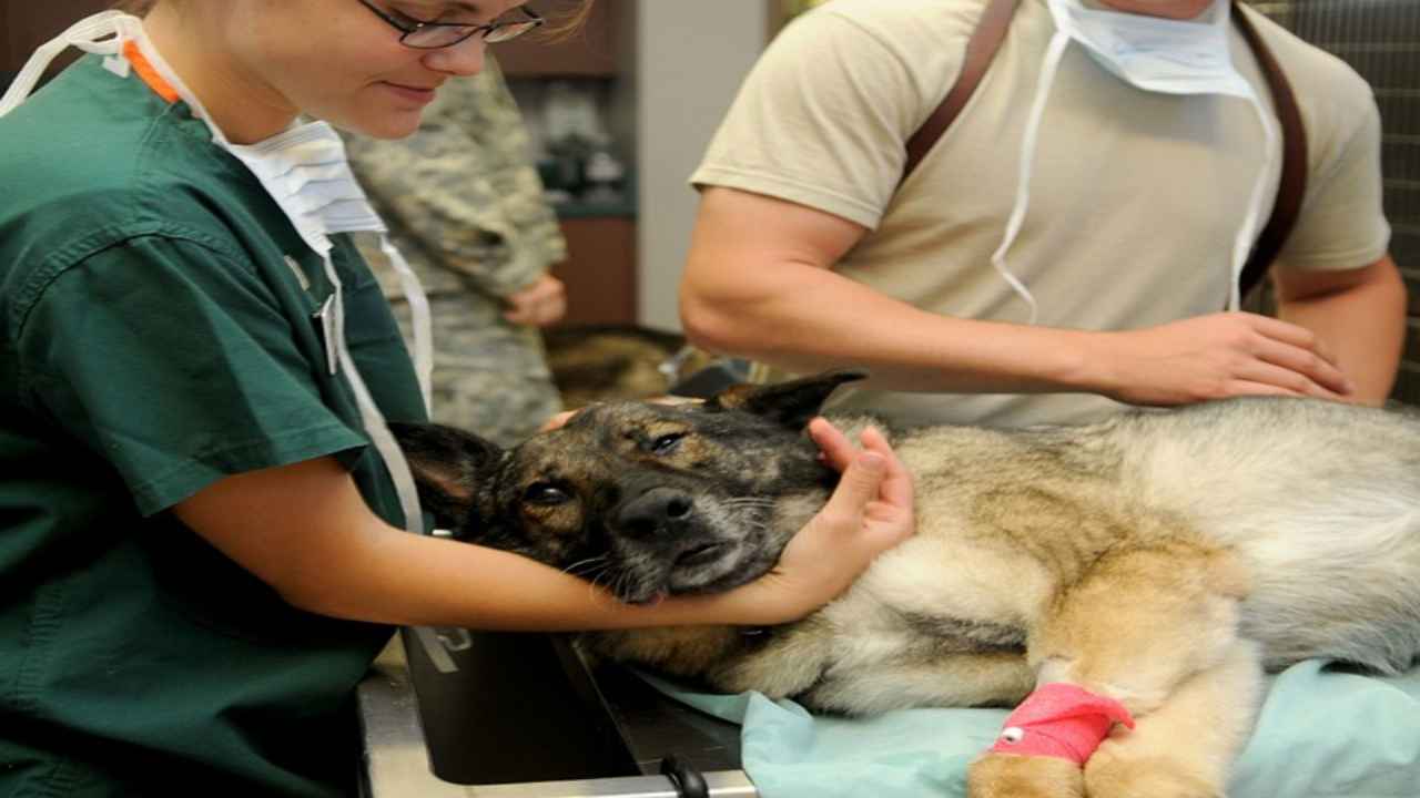 Malattie degli animali, quali erbe si possono usare per curarli in modo naturale