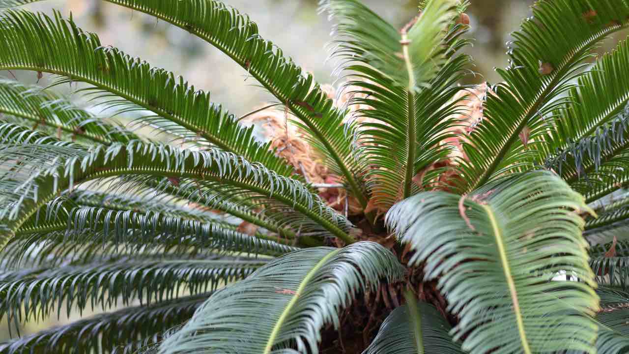 cycad come coltivarla