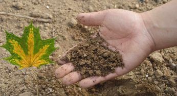Carenza di nutrizione nelle piante, come riconoscere i sintomi dall’aspetto