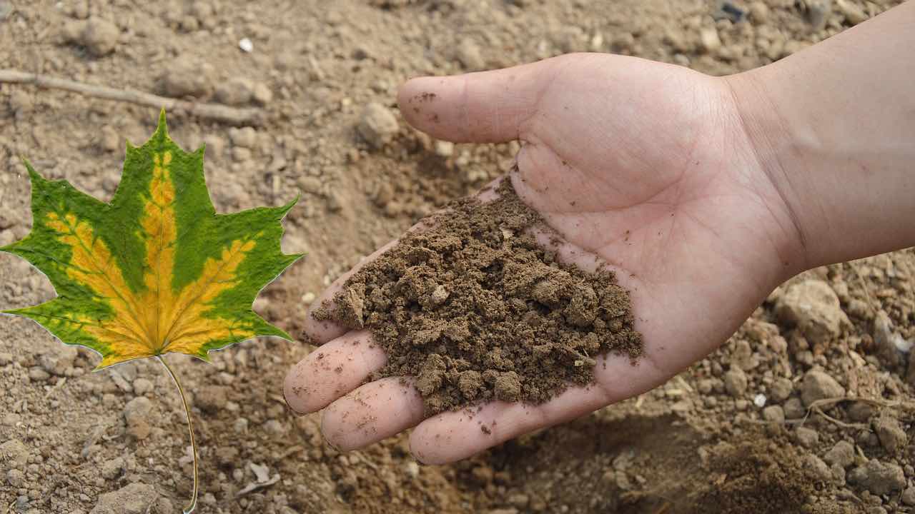 carenza nutrizione piante sintomi