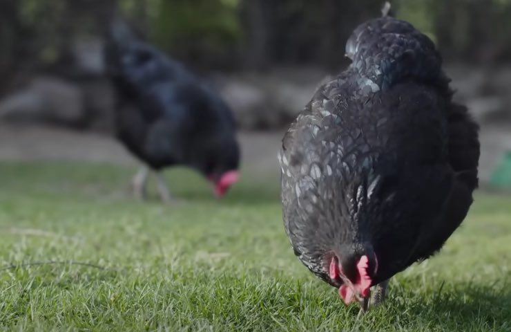 erba tagliata spazzatura