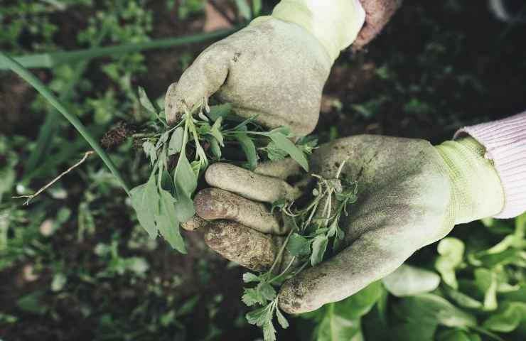 para jardinería superior