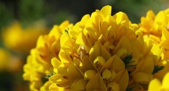 Ginestra: la pianta dai fiori gialli della macchia mediterranea
