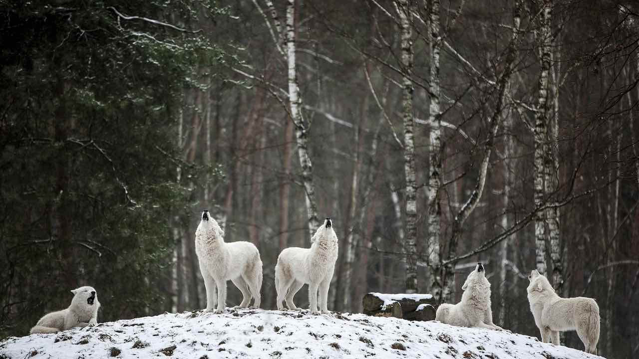 riduzione specie controllo