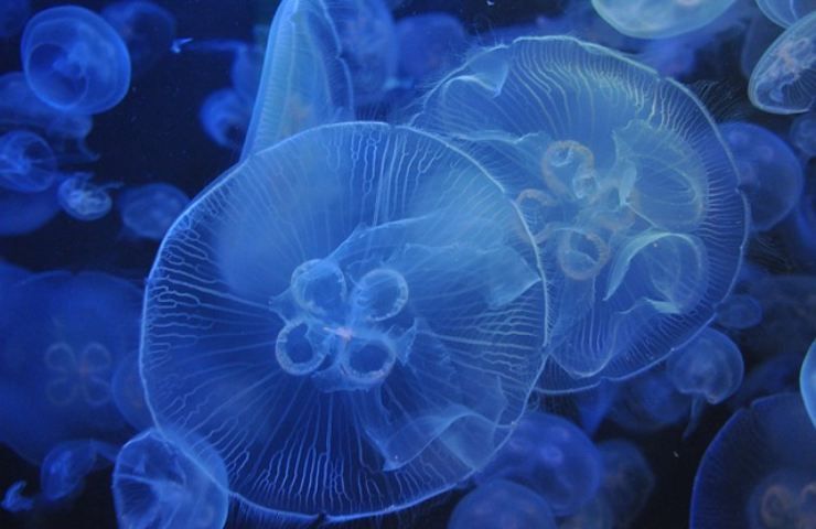 rimedi naturali meduse 