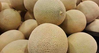 Il melone perfetto ha queste caratteristiche, non puoi sbagliare!