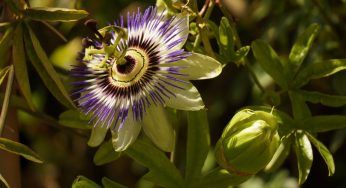 Passiflora Edulis