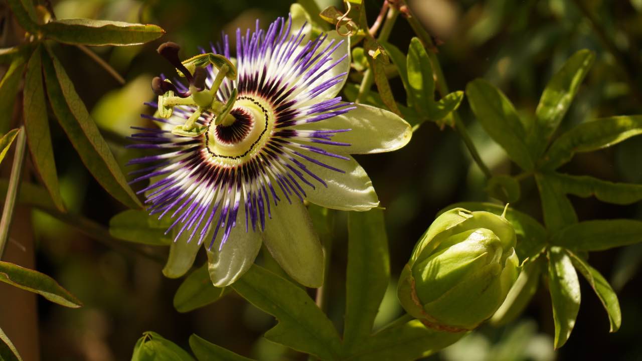 passiflora edulis come coltivarla