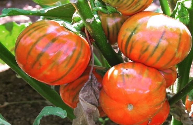 Melanzane rosse, non tutti sanno della loro esistenza