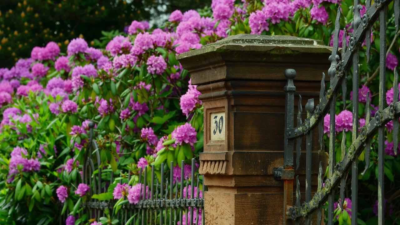 rododendro albero cura