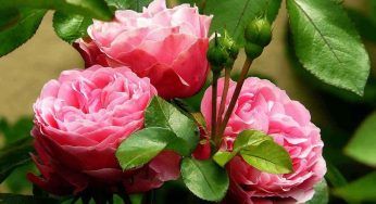 Malattie fungine delle rose, come debellarle