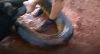Il serpente gigante lo attacca, sta per morire: corsa contro il tempo per salvarlo