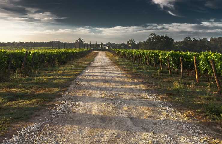 James Lewis Benedetto, dopo l'azienda agricola punta al vigneto biologico