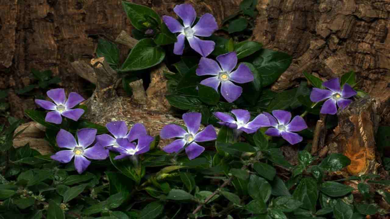 Vinca, una pianta facile da coltivare