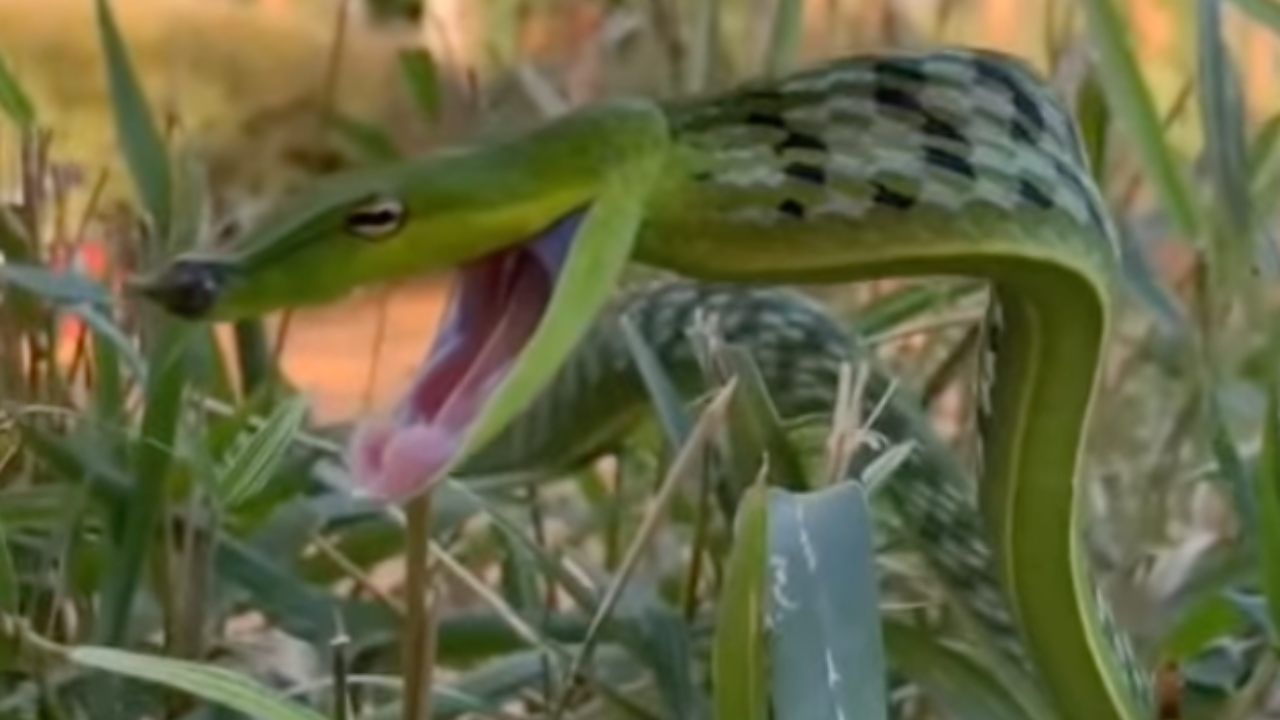 green snake erba alta