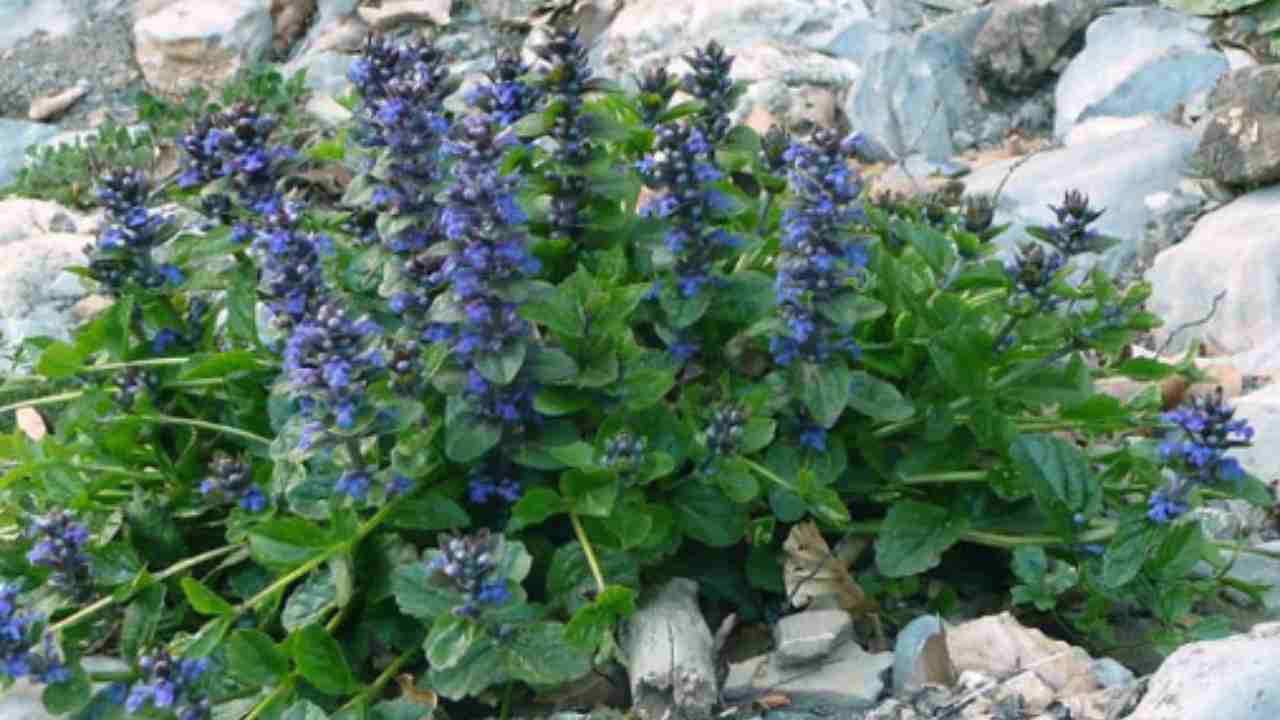 Ajuga Reptans