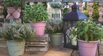 Piante repellenti, quali sono quelle da posizionare in giardino