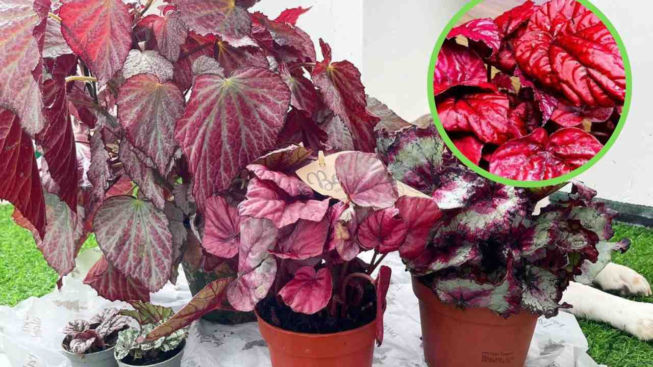 Begonia inca flame tropicale colore casa