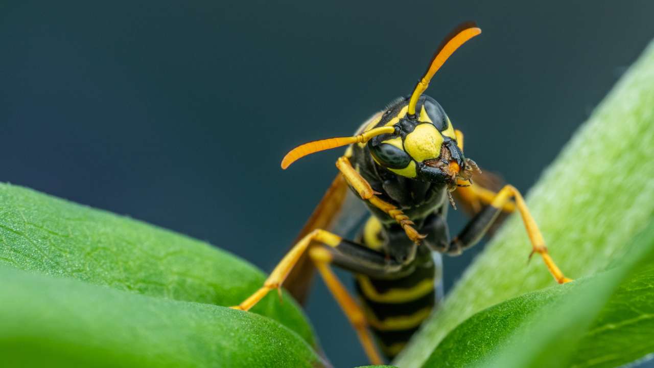 Calabroni, perché le loro punture fanno così male