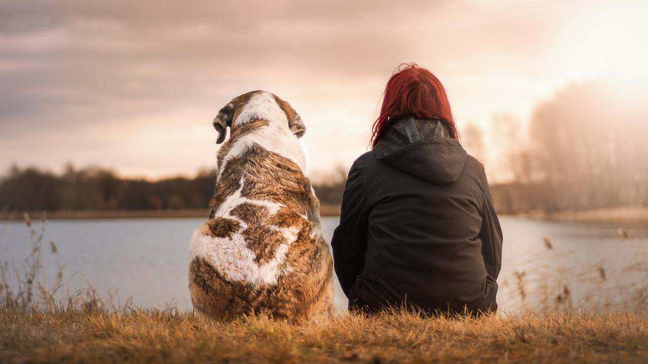 cane e mare