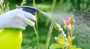 Riporta in vita le piante morte, è l’infuso più potente che c’è: pronto in 3 minuti