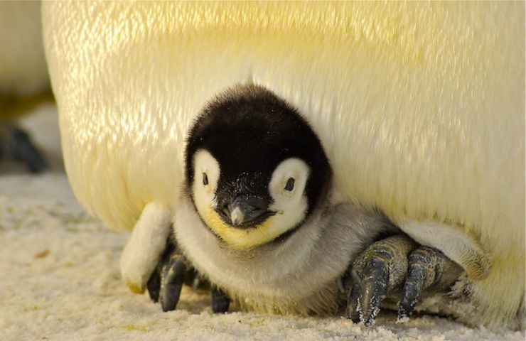 10.000 pinguini sono morti