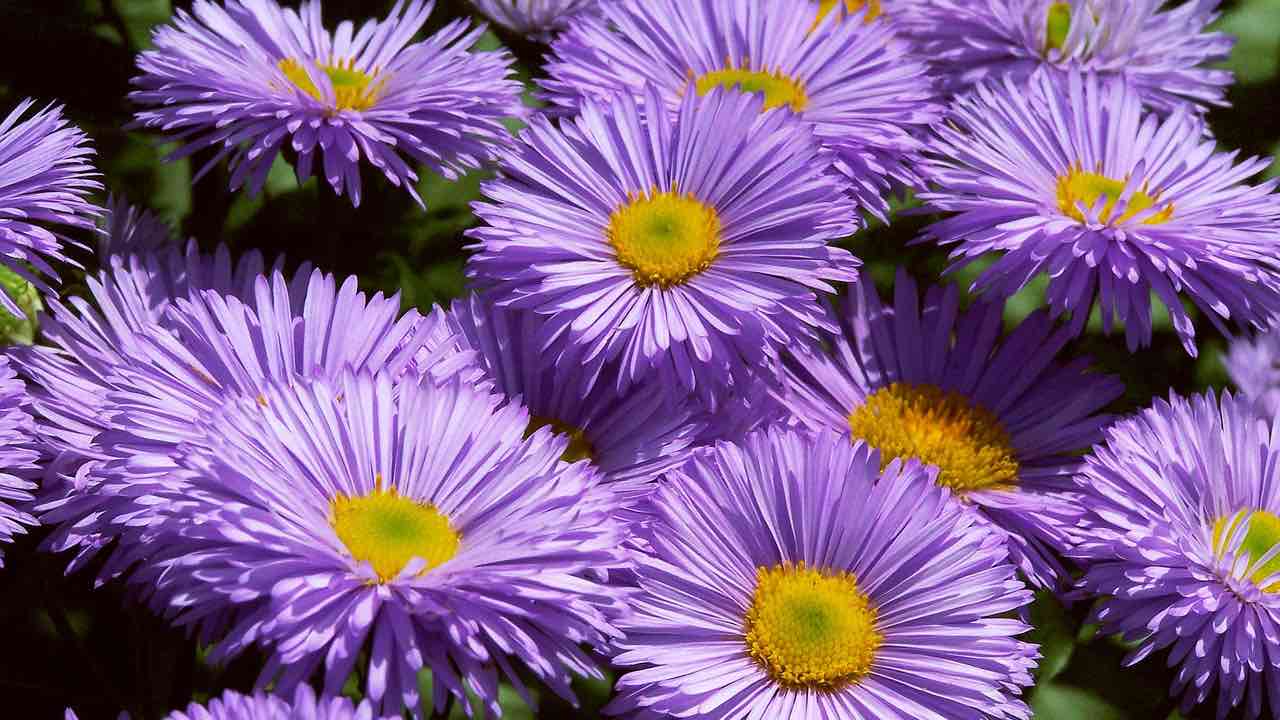 coltivazione dell'erigeron