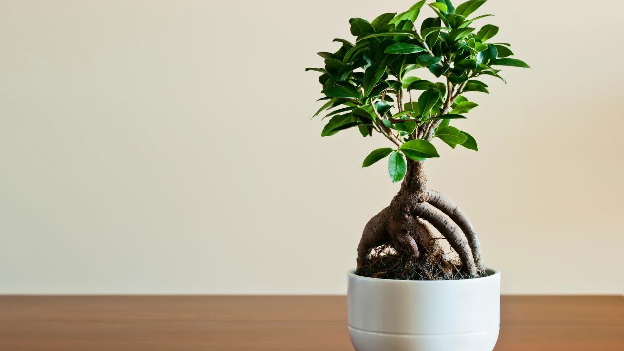 Ficus Ginseng consigli coltivazione